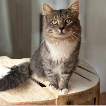 Rescue Tabby and Domestic Short Hair Cats for Adoption in Garner, North Carolina - Norman | PetCurious