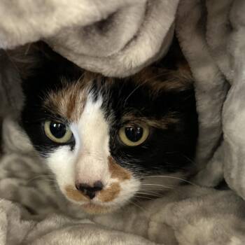 Hidee -  Domestic Short Hair Cat for Adoption in Park City, Utah - Hidee | PetCurious