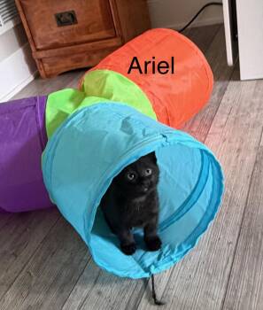 Ariel -  Domestic Short Hair Cat Available for Adoption in Kenosha, Wisconsin - Ariel | PetCurious