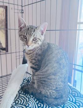 Domestic Short Hair Cats Available for Adoption - Stormy | PetCurious