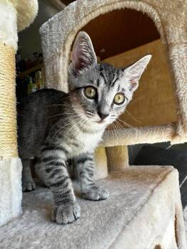 Zeppelin -  Domestic Short Hair Cat for Adoption in Sebastian, Florida - Zeppelin | PetCurious