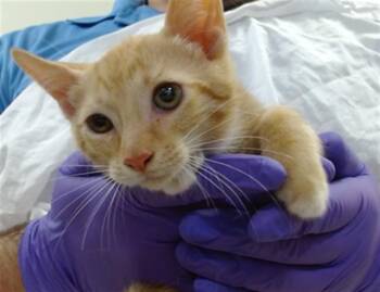 LOBO -  Domestic Short Hair Cat for Adoption in Doral, Florida - LOBO | PetCurious