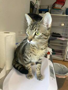 Domestic Short Hair Cats Available for Adoption in Bolivar, Missouri - Big Boy | PetCurious