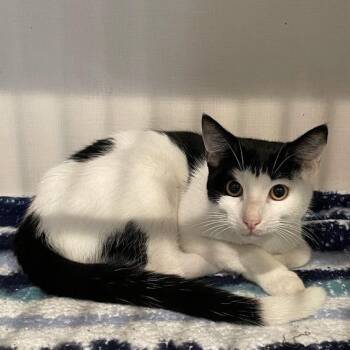 1580-C26 -  Domestic Short Hair Cat for Adoption in Port Charlotte, Florida - 1580-C26 | PetCurious