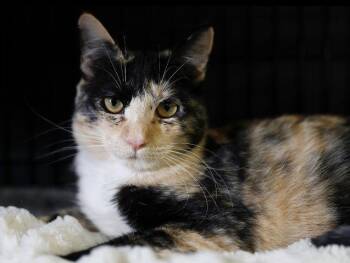 Calico and Torbie Cats Available for Adoption in Campbell, California - Fury | PetCurious