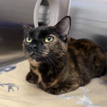 Hana -  Domestic Short Hair Cat for Adoption in Detroit Lakes, Minnesota - Hana | PetCurious