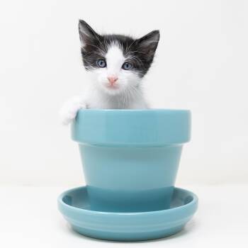 Tuxedo Cats Available for Adoption - Jupiter | PetCurious