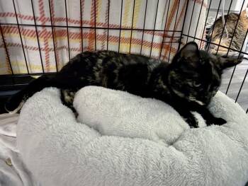 Domestic Medium Hair and Domestic Short Hair Cats Available for Adoption in Virginia Beach, Virginia - Garnette | PetCurious
