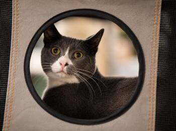 Reba -  Domestic Short Hair Cat for Adoption in Peru, New York - Reba | PetCurious
