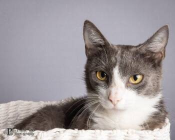 Willow2 -  Domestic Short Hair Cat for Adoption in Maryville, Tennessee - Willow2 | PetCurious