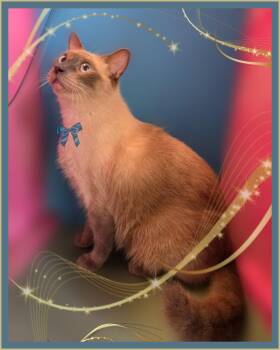 DUKE -  Ragdoll and Domestic Short Hair Cat for Adoption in Silver Springs, Florida - DUKE | PetCurious
