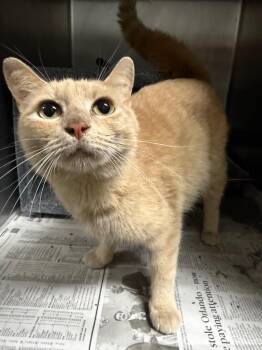 Domestic Short Hair Cats Available for Adoption in Henderson, North Carolina - Marigold | PetCurious