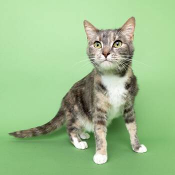 Gati -  Domestic Short Hair Cat for Adoption in Franklin, Tennessee - Gati | PetCurious