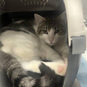 Rescue Domestic Short Hair Cats for Adoption in Salt Lake City, Utah - Paw Paw | PetCurious