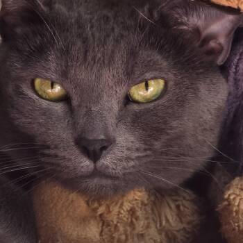 Rescue American Shorthair Cats for Adoption in Fontana, California - Totoro | PetCurious