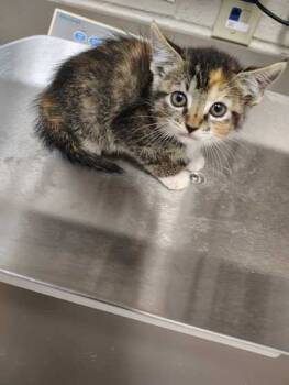 Rescue Domestic Short Hair Cats for Adoption in Gray, Louisiana - Butter | PetCurious