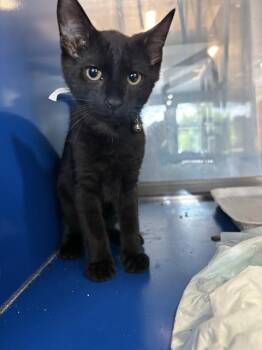 DUSTIN -  Domestic Short Hair Cat for Adoption in Westminster, Maryland - DUSTIN | PetCurious