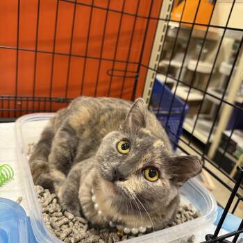 Rescue Dilute Tortoiseshell Cats for Adoption in Fresno, California - Lavender Violet | PetCurious