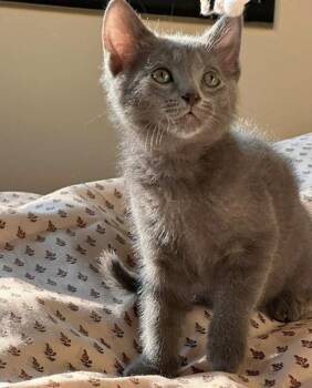 Smoky -  Russian Blue Cat for Adoption in Knoxville, Tennessee - Smoky | PetCurious