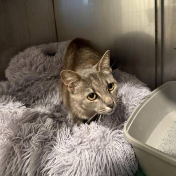 Thorn -  Domestic Short Hair Cat for Adoption in Louisville, Kentucky - Thorn | PetCurious