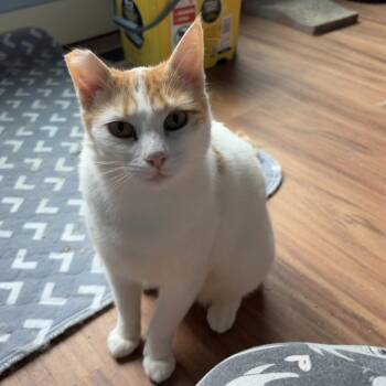 Hash Brown -  Domestic Short Hair Cat for Adoption in Eugene, Oregon - Hash Brown | PetCurious