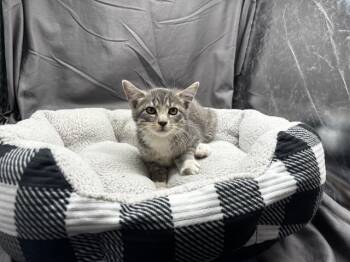 A121883 -  Domestic Short Hair Cat for Adoption in Grovetown, Georgia - A121883 | PetCurious