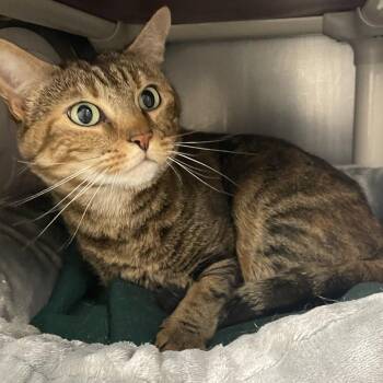 Onnie -  Domestic Short Hair Cat for Adoption in Brockton, Massachusetts - Onnie | PetCurious