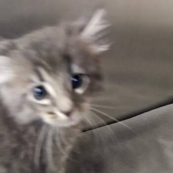 Domestic Long Hair Cats Available for Adoption in Corpus Christi, Texas - Lincoln | PetCurious