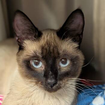 Nezuko (and Tanjiro) -  Domestic Short Hair Cat for Adoption in Seattle, Washington - Nezuko (and Tanjiro) | PetCurious