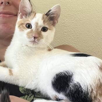 Nona -  Domestic Short Hair Cat for Adoption in Greenwood, Missouri - Nona | PetCurious