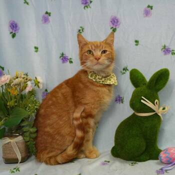 Domestic Short Hair Cats Available for Adoption in Wheaton, Illinois - Ceph | PetCurious