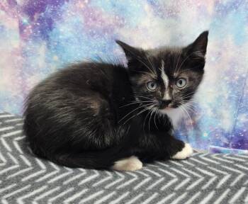 Domestic Short Hair Cats Available for Adoption in Washington Court House, Ohio - Kelsie | PetCurious