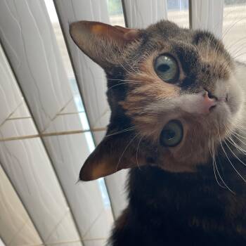 Kiera -  Domestic Short Hair Cat for Adoption in Largo, Florida - Kiera | PetCurious