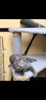 Matthew -  Domestic Short Hair Cat for Adoption in Dalworthington Gardens, Texas - Matthew | PetCurious