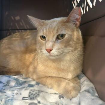 Master Chief -  Domestic Short Hair Cat for Adoption in Louisville, Kentucky - Master Chief | PetCurious