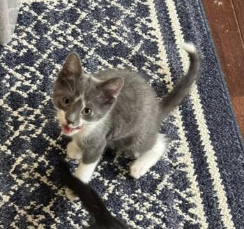 Godzilla -  Domestic Short Hair Cat for Adoption - Godzilla | PetCurious