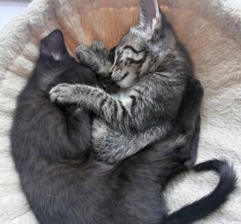 Toaster Oven -  Domestic Short Hair Cat for Adoption in Fort Collins, Colorado - Toaster Oven | PetCurious