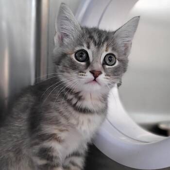 Irene -  Domestic Short Hair Cat for Adoption in Nantucket, Massachusetts - Irene | PetCurious