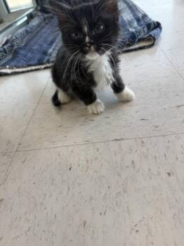 Bug -  Domestic Short Hair Cat for Adoption in Hobbs, New Mexico - Bug | PetCurious