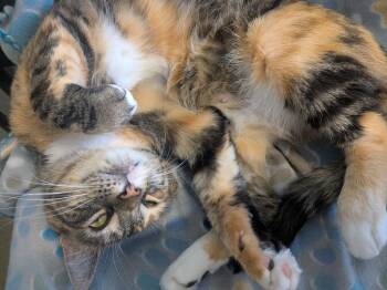 Domestic Short Hair Cats Available for Adoption - Izzy | PetCurious