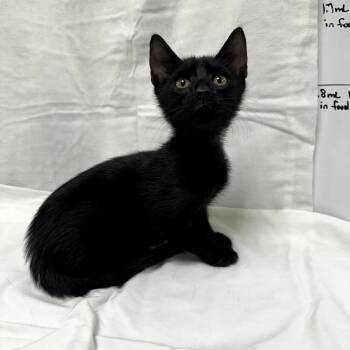 Jetsam -  Domestic Short Hair Cat for Adoption in Donalsonville, Georgia - Jetsam | PetCurious