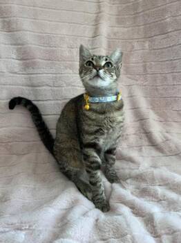 Domestic Short Hair Cats Available for Adoption in Liverpool, Texas - Valentina | PetCurious