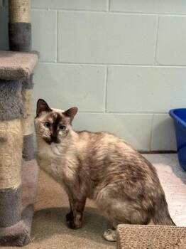 Domestic Short Hair Cats Available for Adoption - Yuki | PetCurious