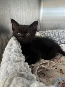 MAGIC -  Domestic Short Hair Cat for Adoption in Fremont, California - MAGIC | PetCurious