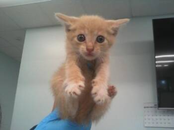 POPCORN -  Domestic Short Hair Cat for Adoption in Charlotte, North Carolina - POPCORN | PetCurious