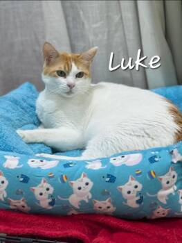 Domestic Short Hair Cats Available for Adoption in Lunenburg, Massachusetts - Luke | PetCurious