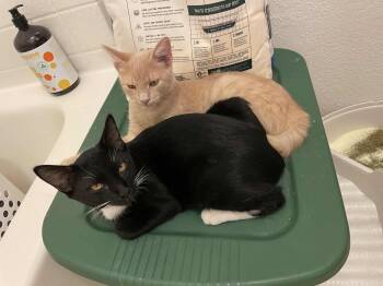 Rescue Domestic Short Hair Cats for Adoption in San Diego, California - Encyclopedia & Harley | PetCurious