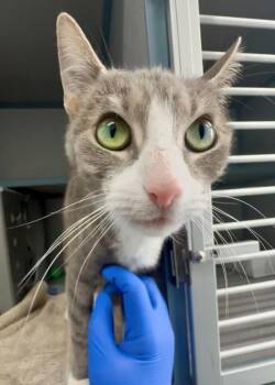 Domestic Short Hair Cats Available for Adoption - Mittens | PetCurious