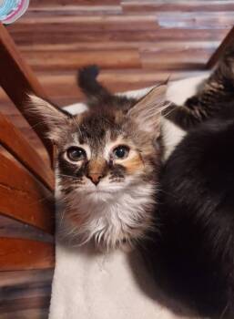 Rescue Domestic Medium Hair Cats for Adoption in Hartsville, South Carolina - Charlotte | PetCurious