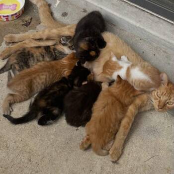 Rescue Domestic Short Hair Cats for Adoption in Baytown, Texas - Kitten 5 | PetCurious